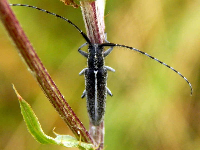 Agapanthia cardui